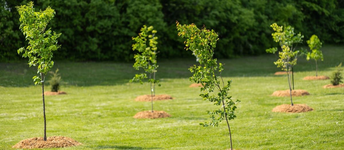 Plantation d'arbres à PFDS-ROX