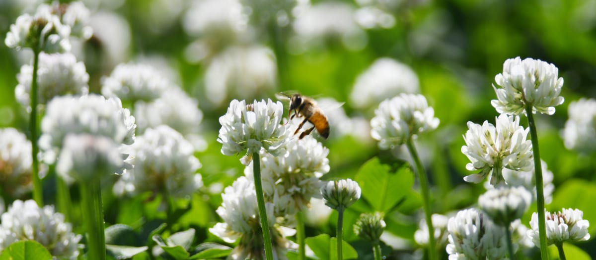 LSL_Pollinisateurs à LaSalle