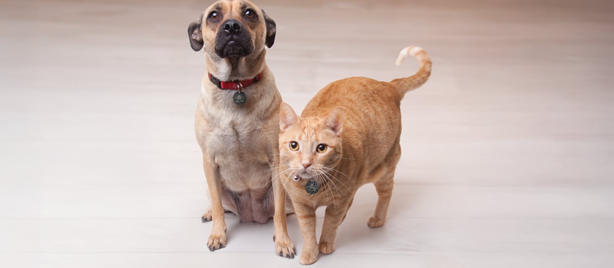 Chien et chat
