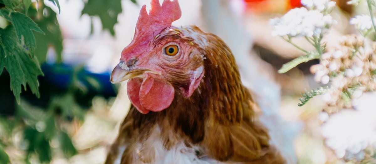 Poule du jardin Au courant de l'agriculture urbaine