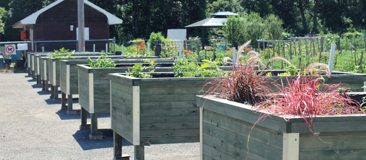 Bacs surélevés de culture potagère dans le jardin communautaire Marcelin-Wilson