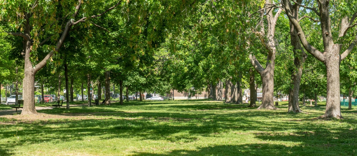 Arbres du parc Laurier