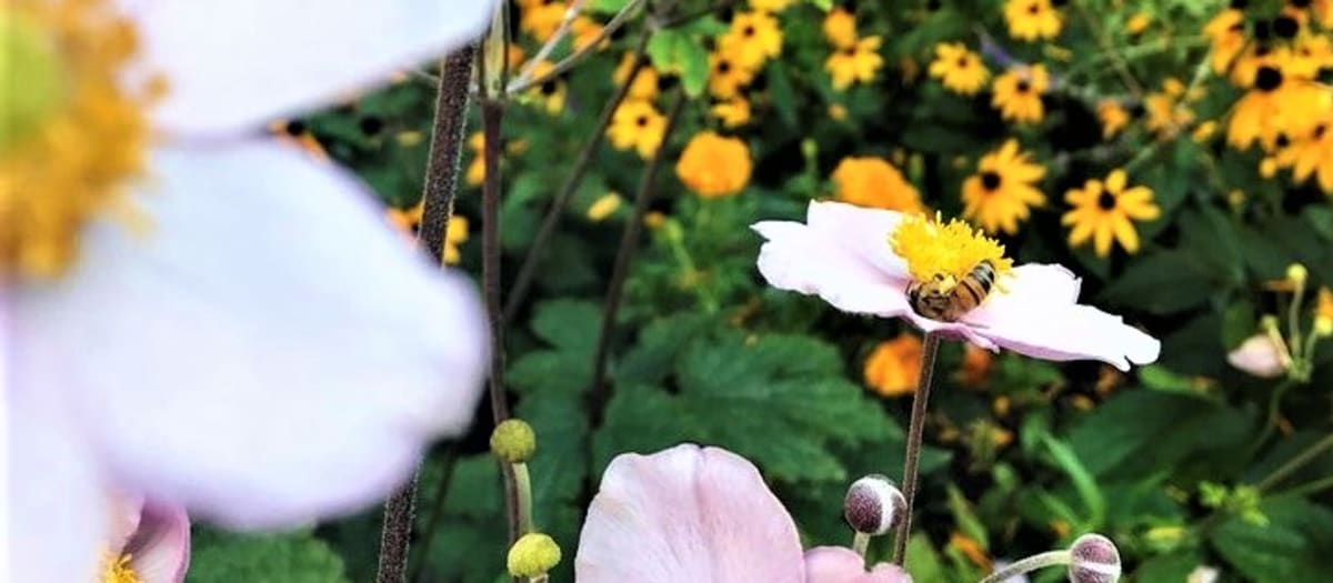 Abeille