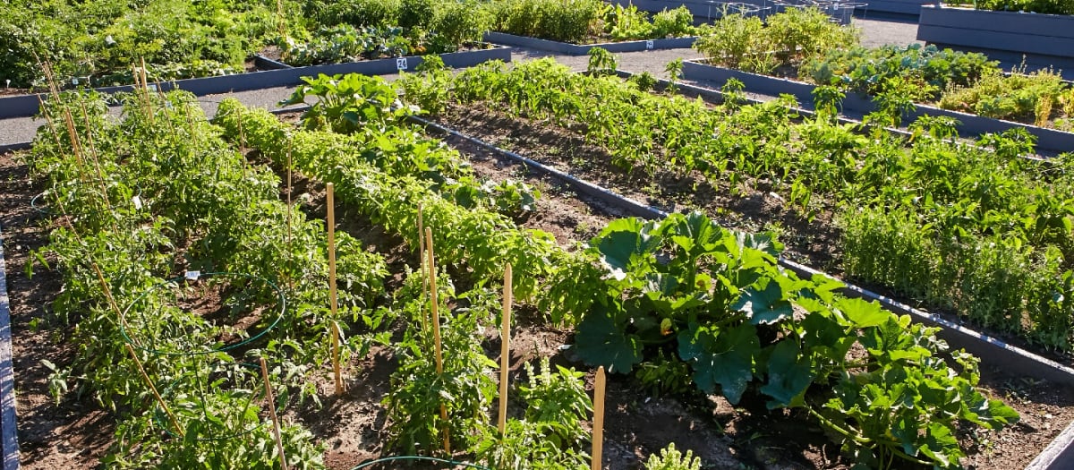 jardin communautaire roger-rousseau