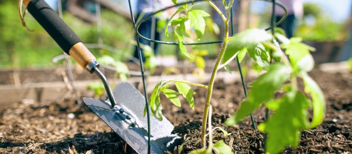 Gros plan sur une plante potagère plantée dans la terre, à côté de laquelle se trouve une truelle.