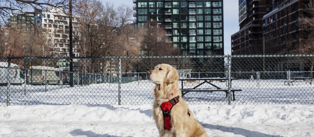Chien au parc Gallery