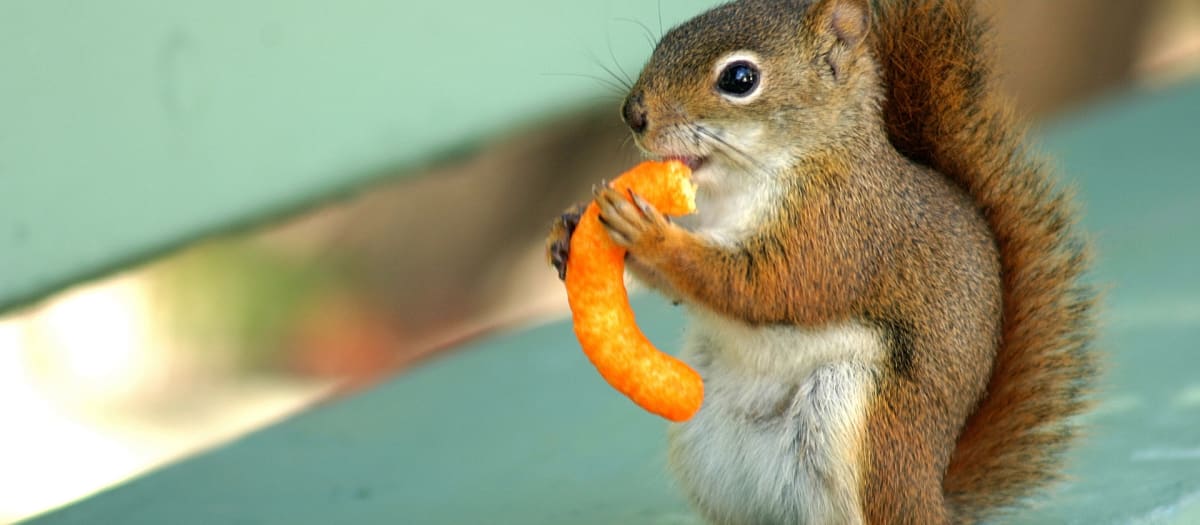 Interdiction de nourrir les animaux sauvages