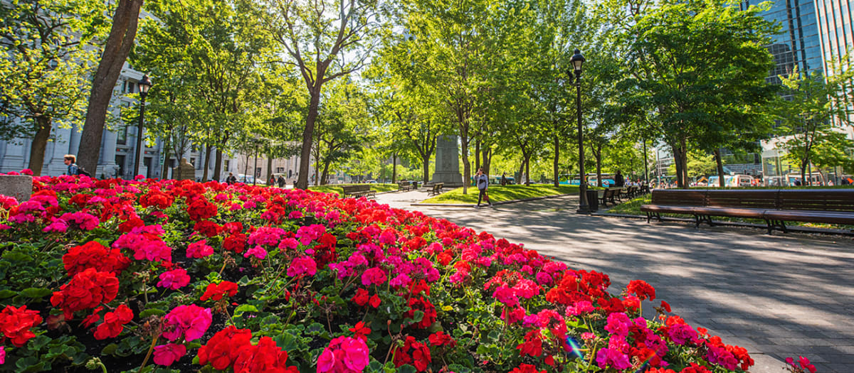 Espace vert, arbres et plate-bande de fleurs de la Ville de Montréal