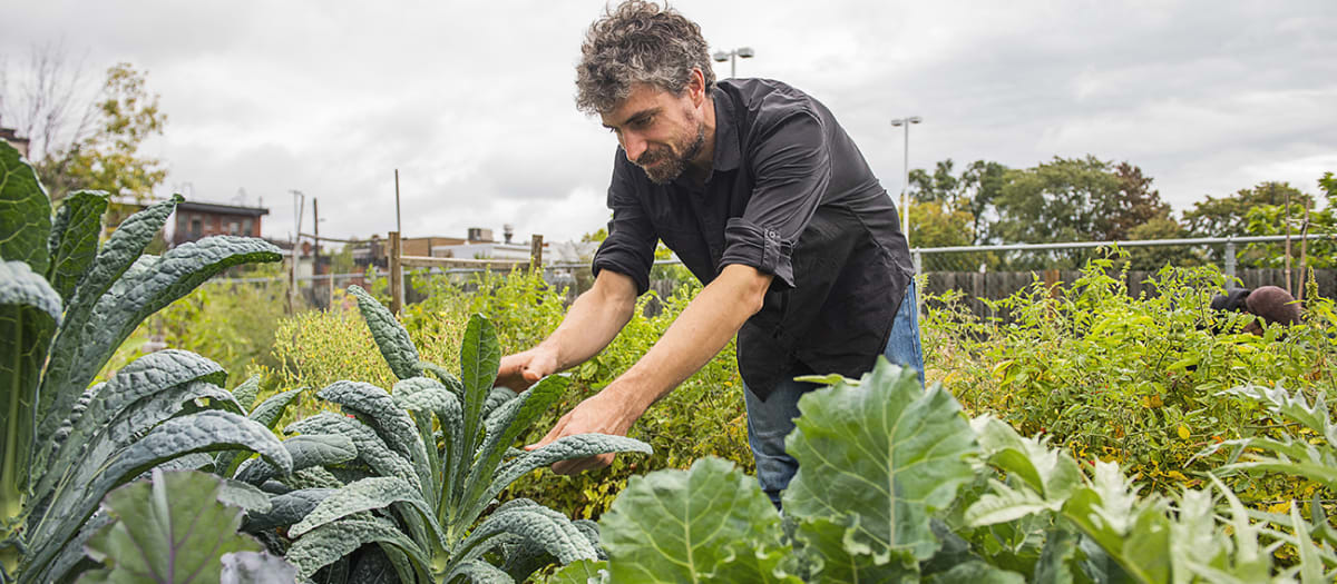 Homme cueillant des légumes