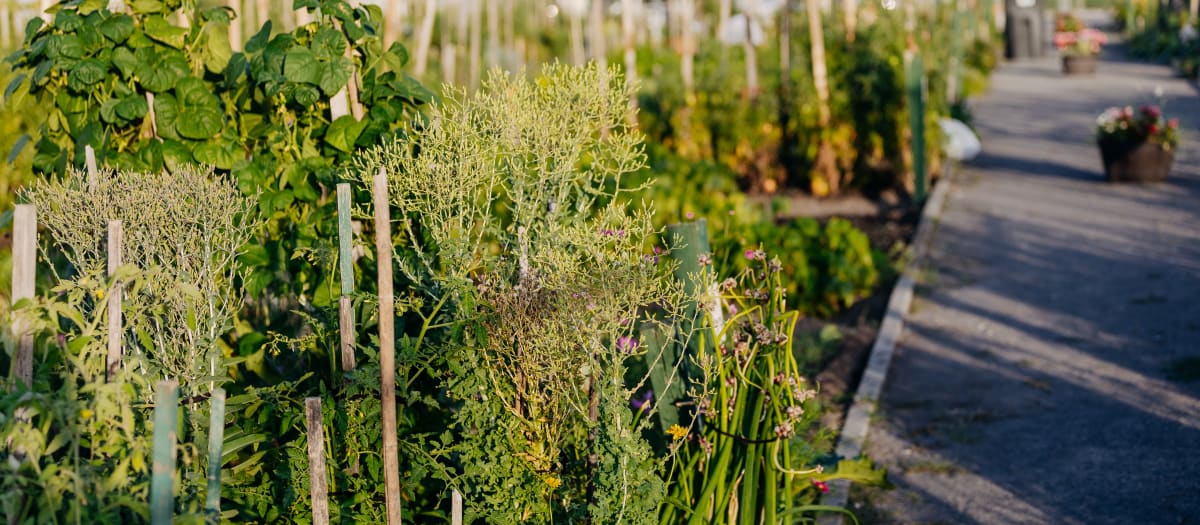 image de jardin communautaire de Saint-Léonard