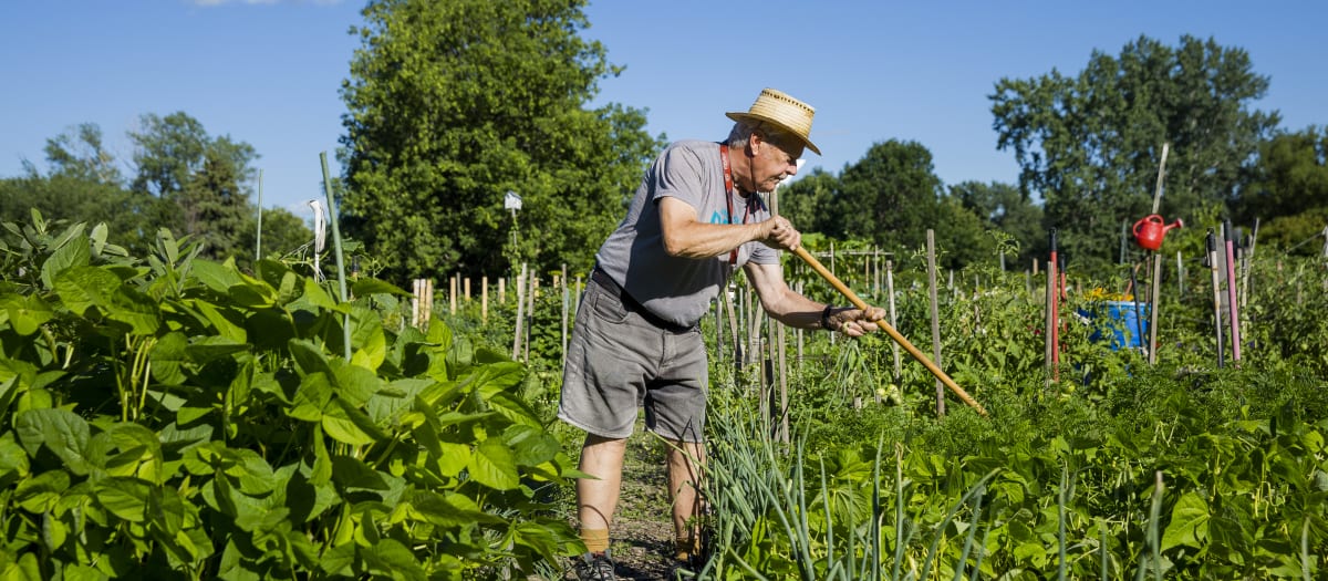 Un jardinier à l'œuvre au jardin communautaire Rosemont