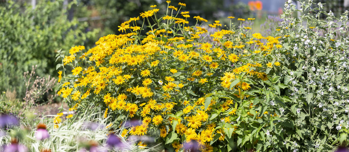 Jardin communautaire Monsabré