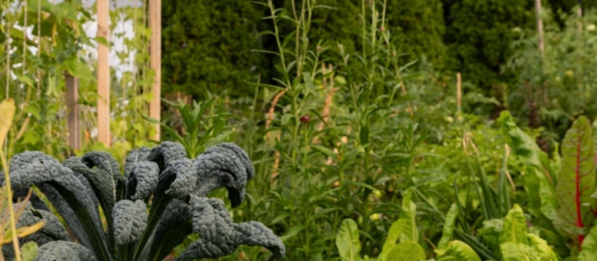 Plantes dans un jardin