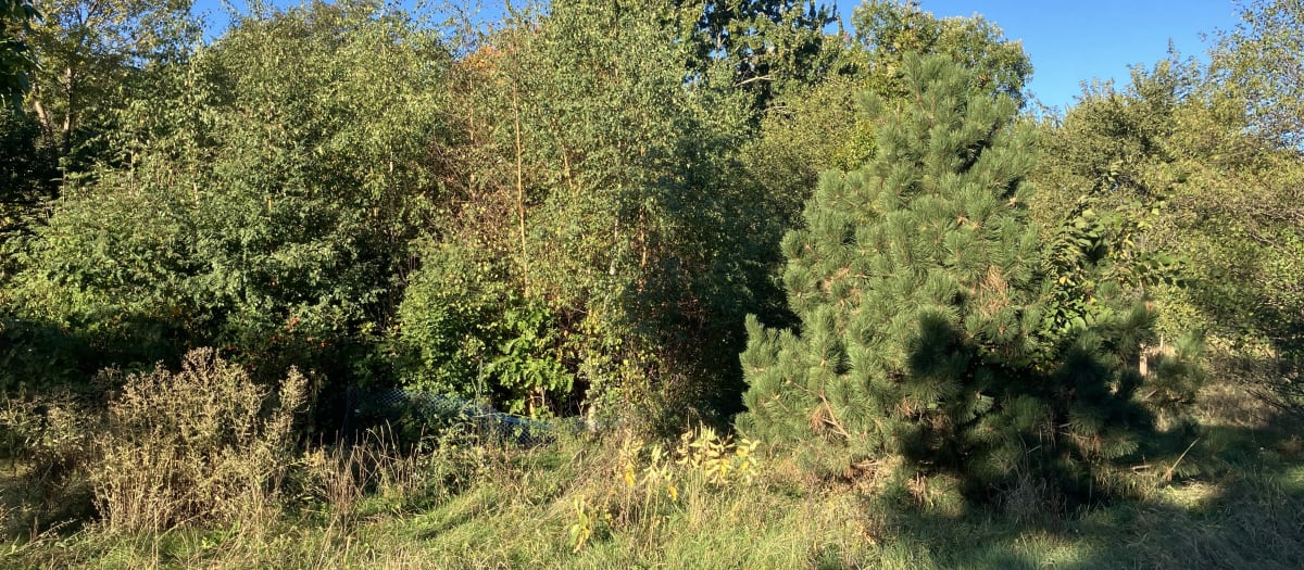 La microforêt du parc du Pélican en septembre 2025
