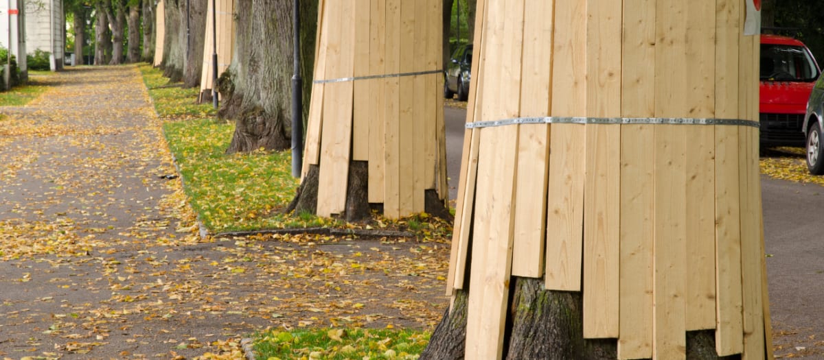 Protection d'arbre lors de travaux