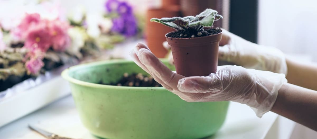 Plante dans un pot.