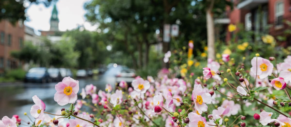 Fleurs sur rue