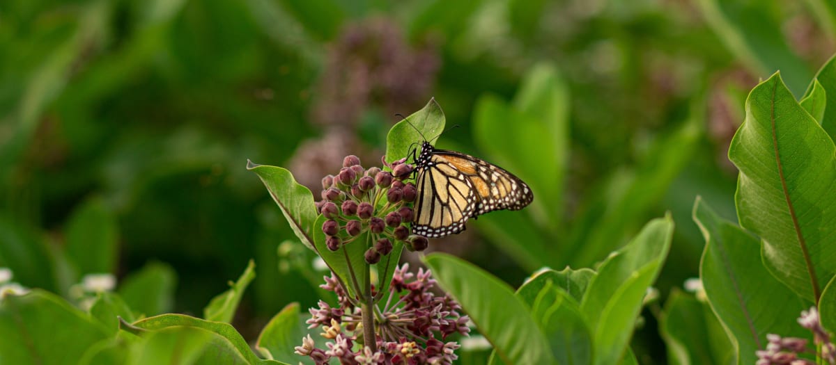 Papillon monarque sur une fleur