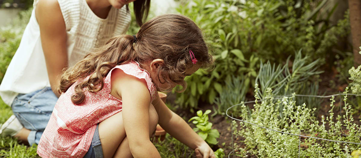 Une pelouse et un jardin sans pesticides