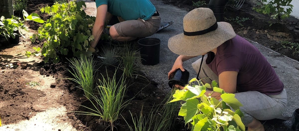 Plantation dans une ruelle verte