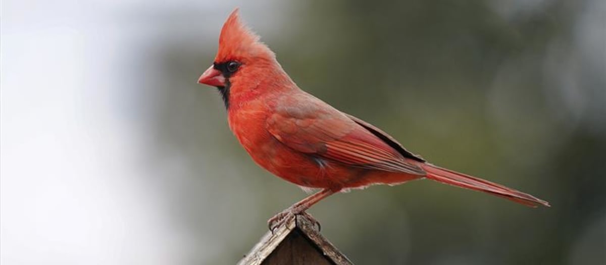 Oiseau cardinal orange et noir perché sur le toit d'une maisonnette nichoir en bois