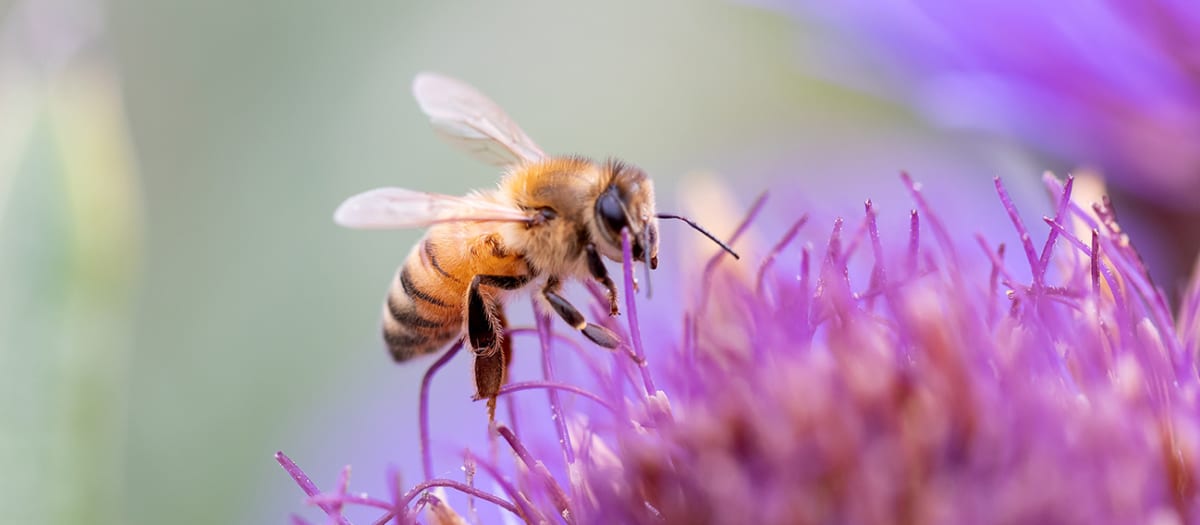 A bee sits on a flower.