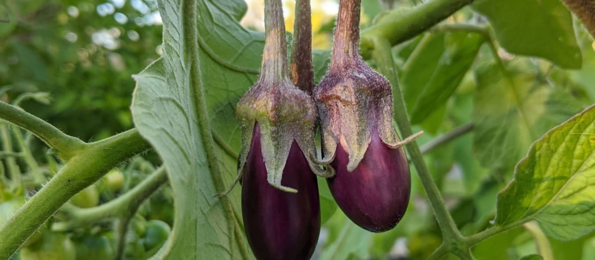Des jardins nourriciers
