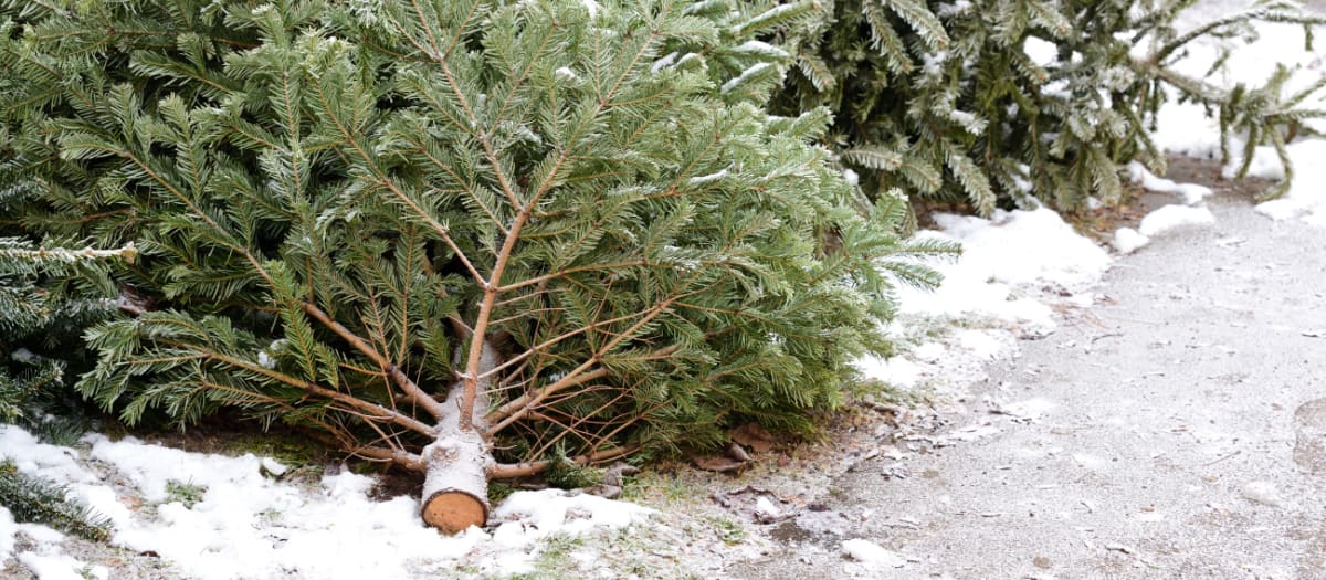 Sapins de Noël couché sur le bord de la rue