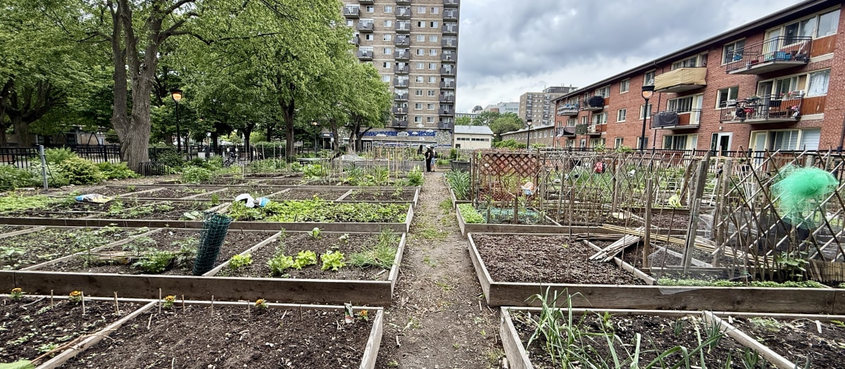 Jardin communautaire Habitations Jeanne-Mance