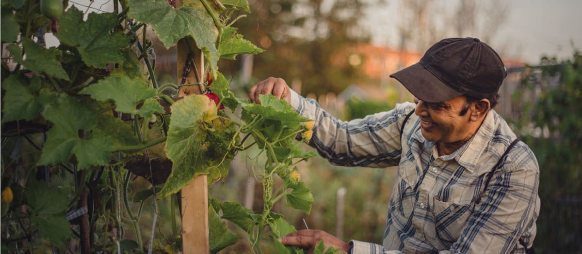Stratégie d'agriculture urbaine