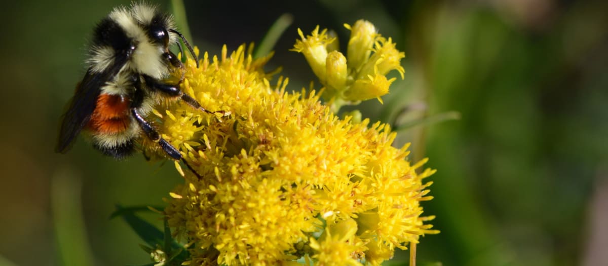 un insecte pollinisateur sur une fleur jaune