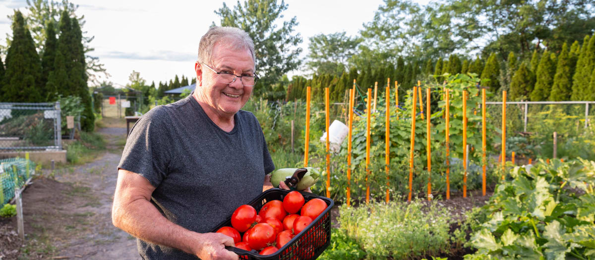 personne âgée qui tient un panier de tomates dans un jardins