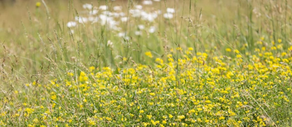 Plantes et fleurs sauvages