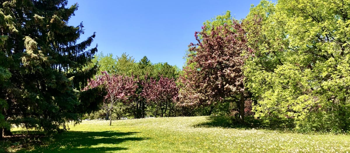 Un arbre, une naissance, une mémoire