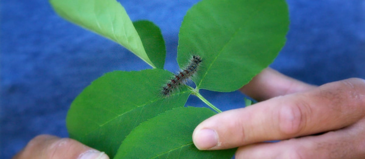 Infestation de la chenille spongieuse