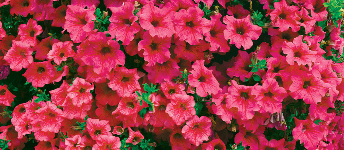 Fleurs