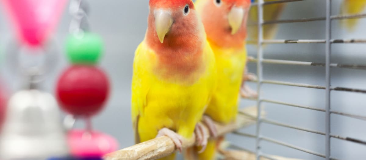 Deux oiseaux domestiques jaunes sont dans une cage