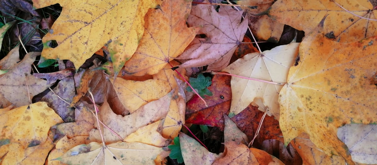des feuilles d'automne