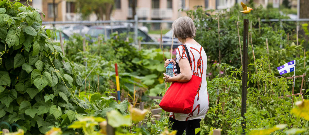 Jardin communautaire 2