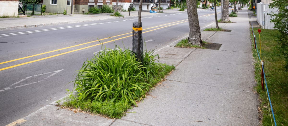 Photo d'une rue de Rosemont–La Petite-Patrie, montrant une fosse d'arbre verdie en bordure de trottoir