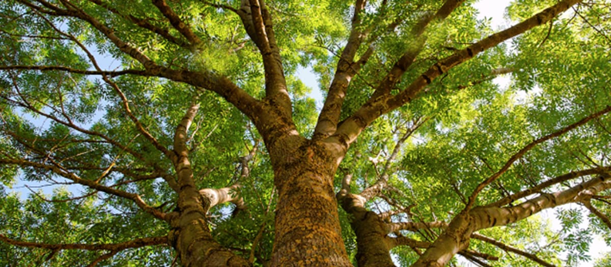 A beautiful tree