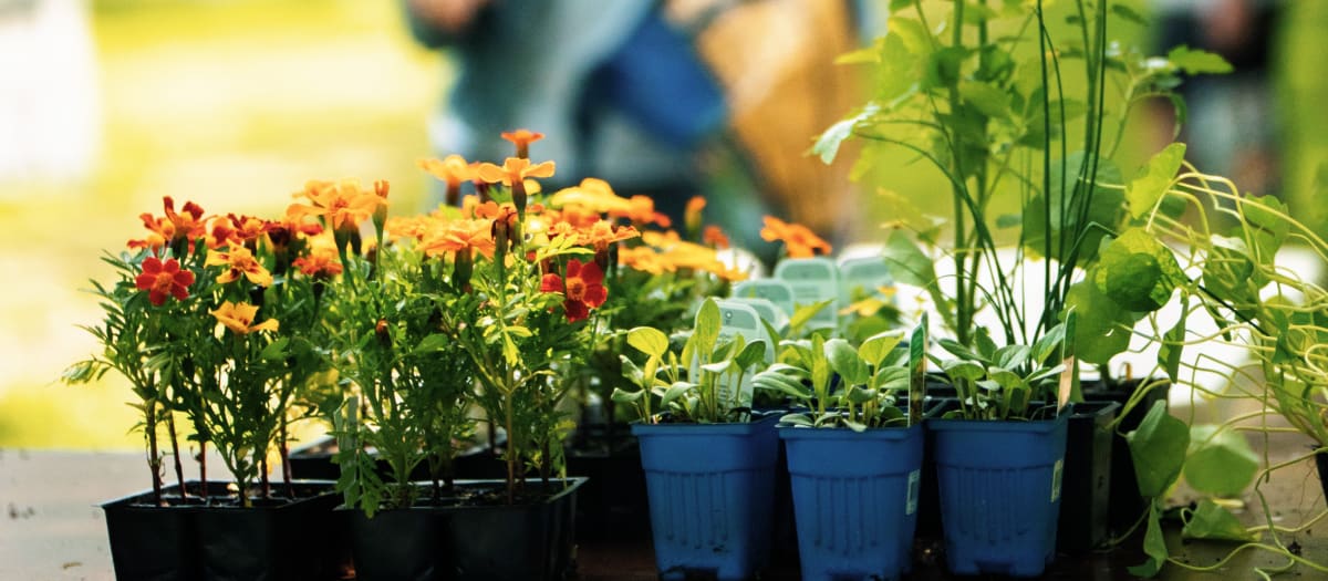 Plantes