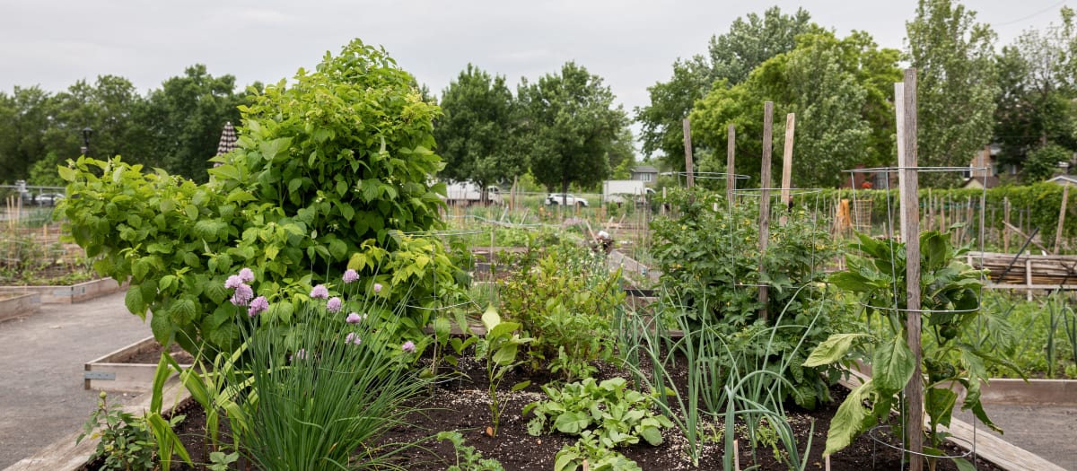 Jardin Clément-Jetté Nord