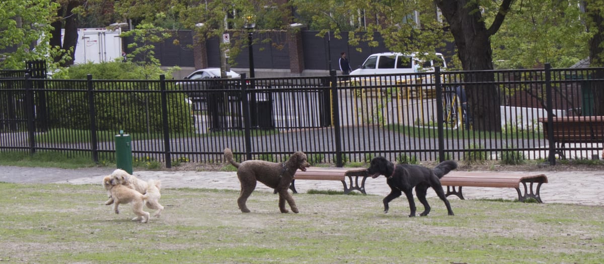 Chiens qui jouent