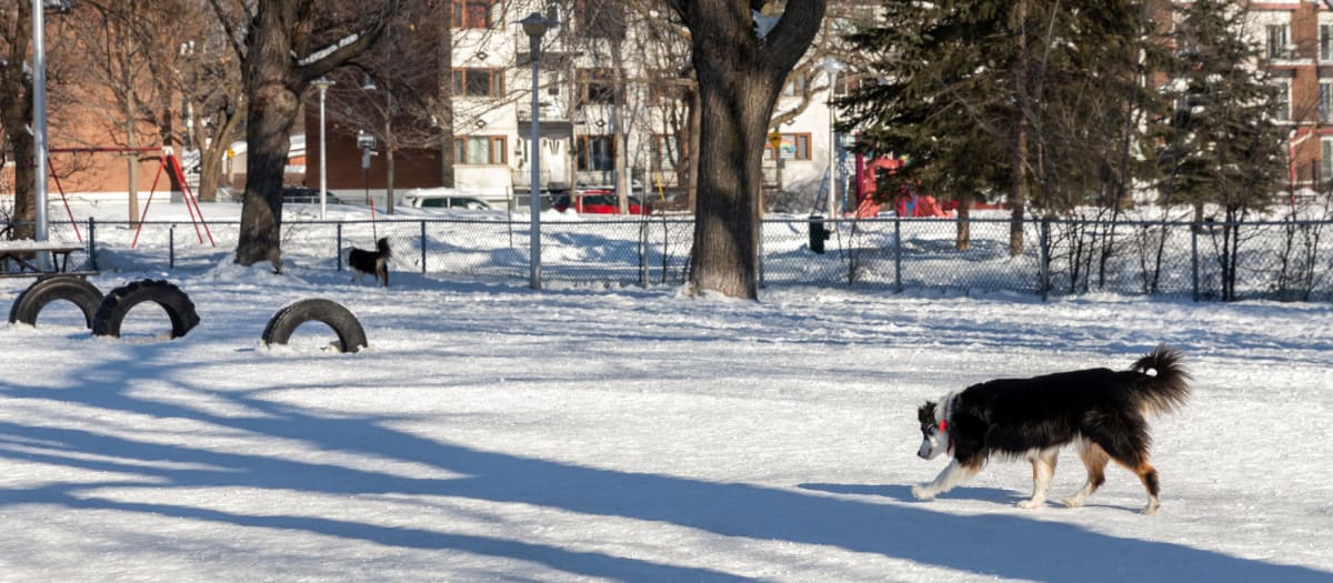 Parc à chien De La Bruère