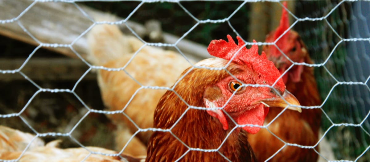 Poule pondeuse