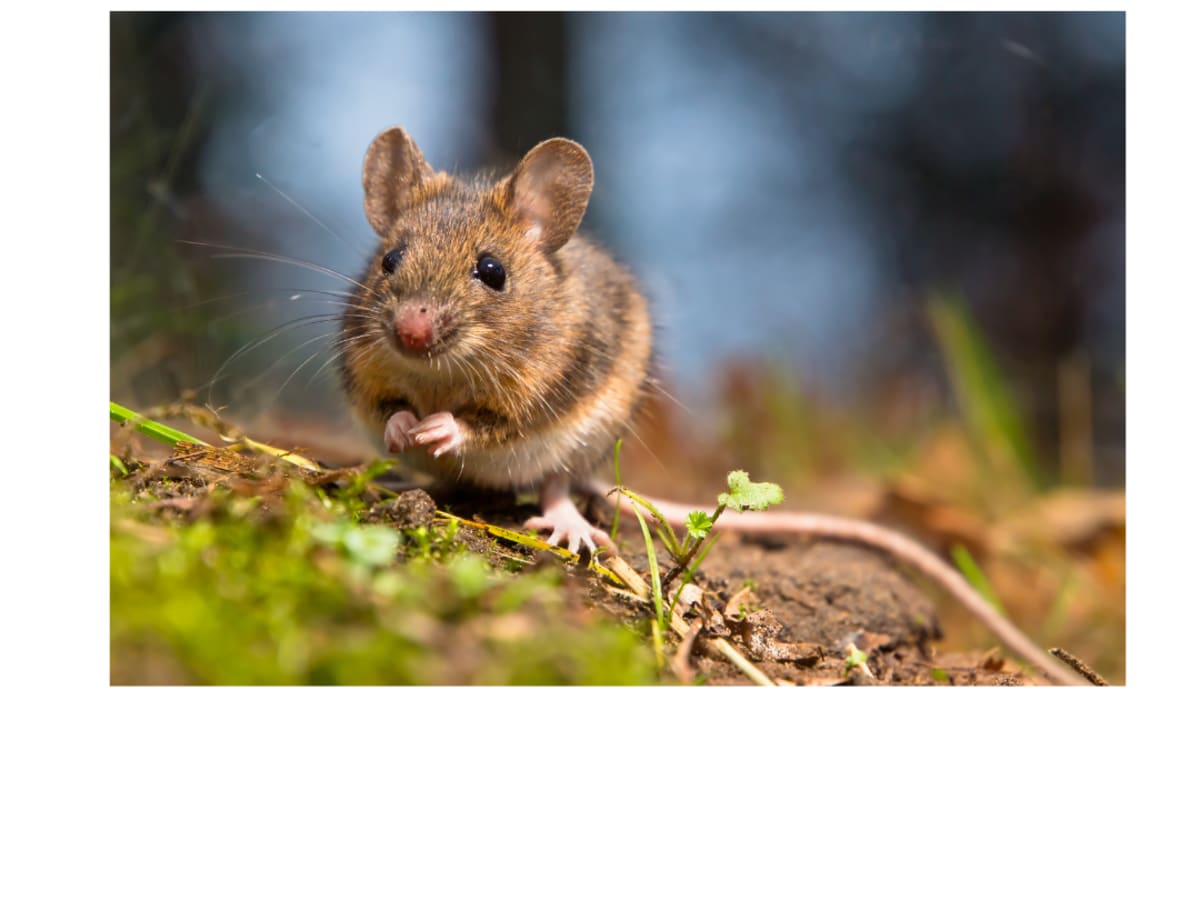 Animaux sauvages