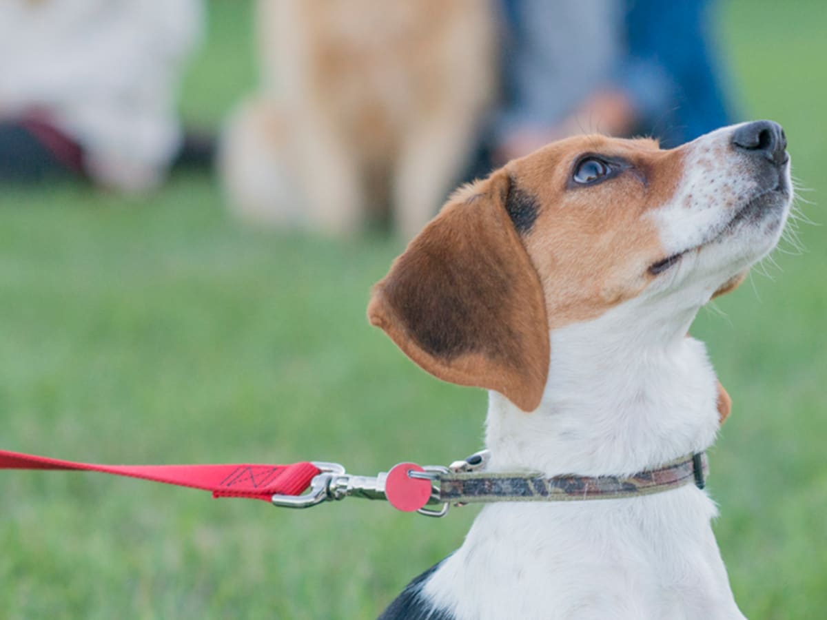 Photo d'un chien BEagle avec un collier et une laisse