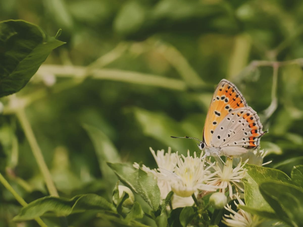un papillon sur une fleur