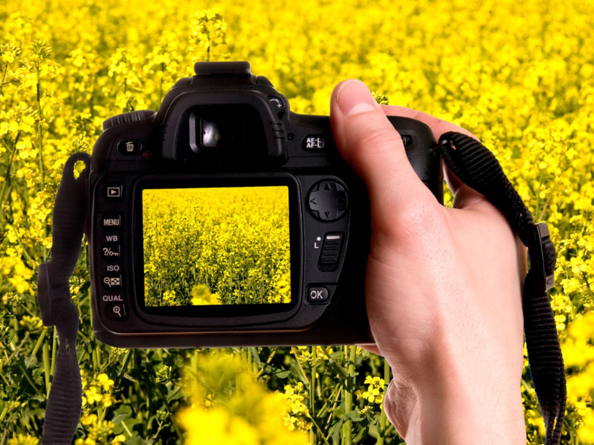 CULTURE ET AGRICULTURE - JAUNE